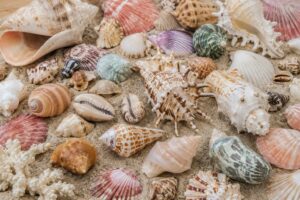 15 BEAUTIFUL THINGS YOU CAN MAKE WITH SEASHELLS